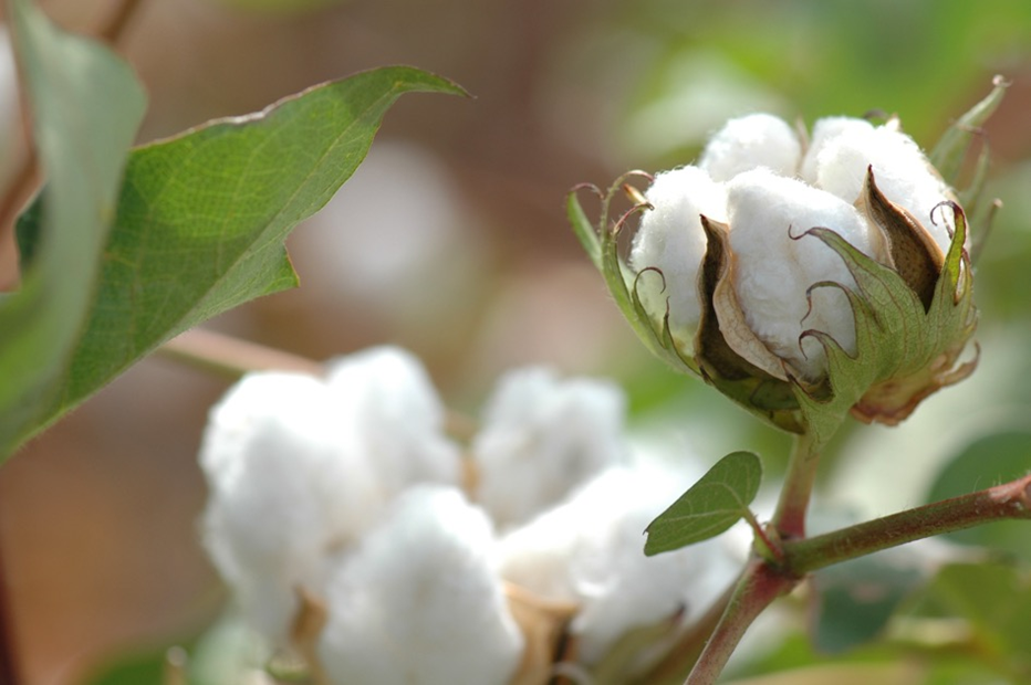 Cotton plant symbolizing the global cotton industry reliance on basic agriculture in many countries. D&A lawyers represent clients in every stage of the cotton process, starting with seed production and farming.