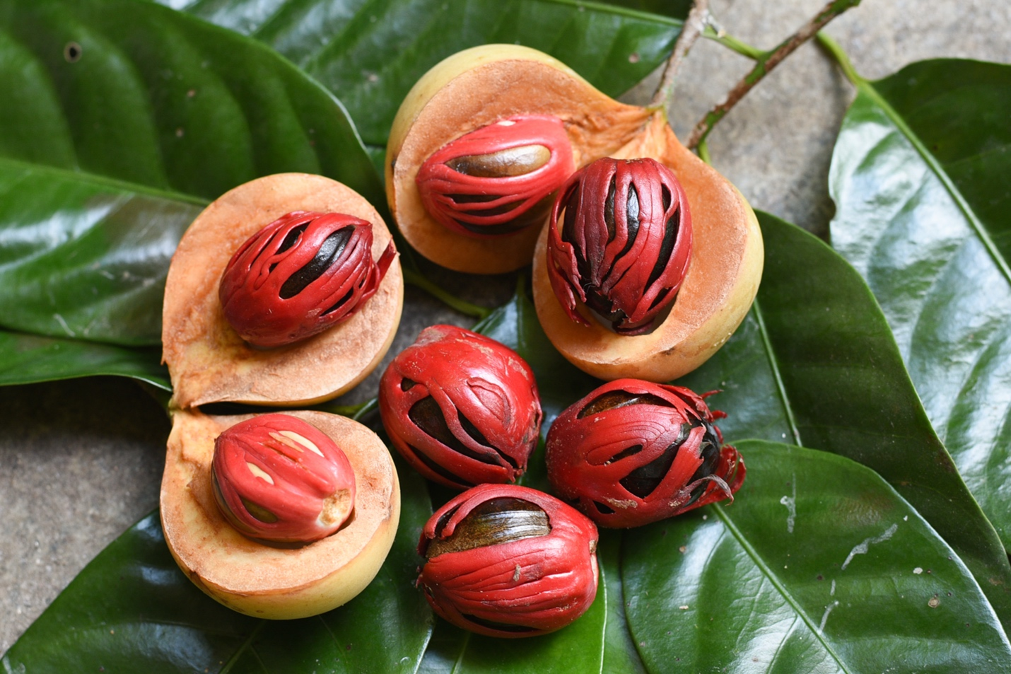 Grenadian Nutmeg is one of the attractions of Grenada