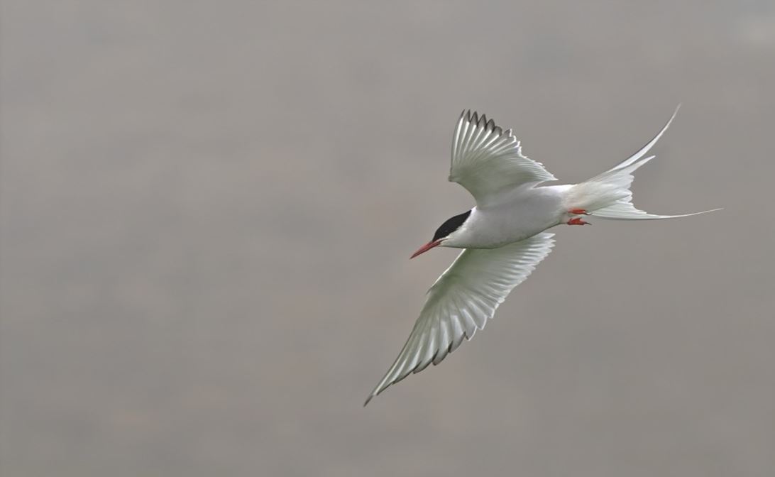 Eagle flying over wild area with determination. Attitude required to complete Form I-526 and I-526E