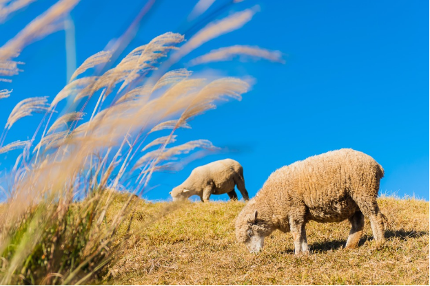 Lamb in Western Australia. E-2 visa for Australian lamb farmer.
