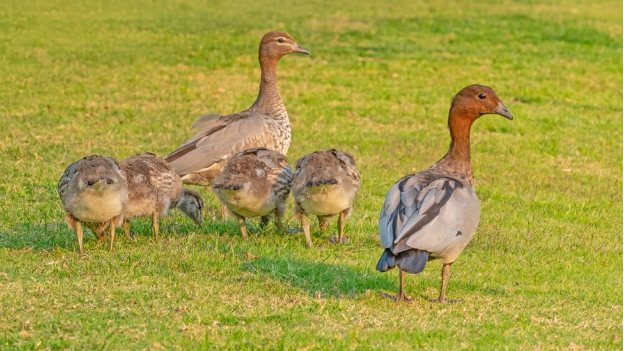 Native bird family in Perth, Australia ready to migrate to U.S.A.