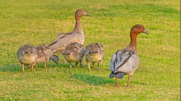 Native bird family in Perth, Australia ready to migrate to U.S.A.