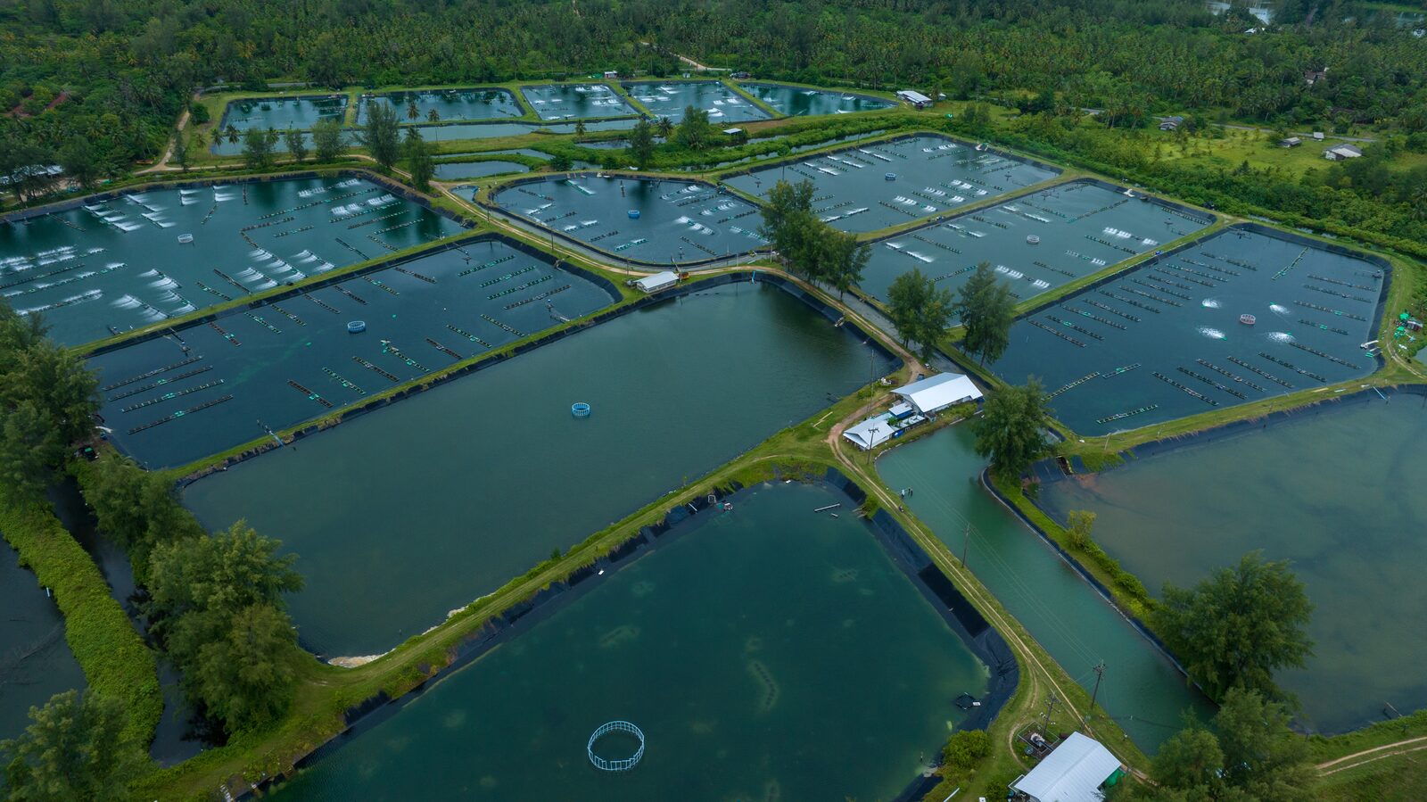 Aerial view of Thai prawn farming ponds with paddle-wheel aerators: E-2 visa Thailand case study