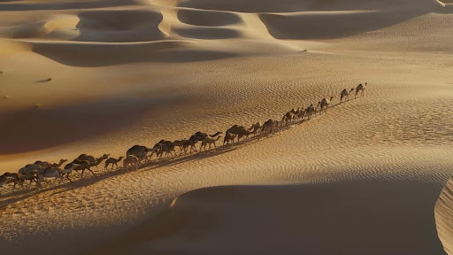 Desert caravan in the U.A.E. representing the EB-5 investment journey to the United States, guided by experienced immigration lawyers in Dubai for UAE residents