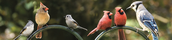 photos/birding_tours_company.jpg L-1A Visa for an Executive of a Birding Tours Company